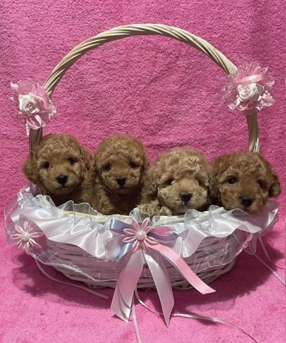 Той. Пуделята.вибір .