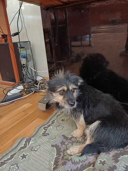 Безкоштовно віддаються