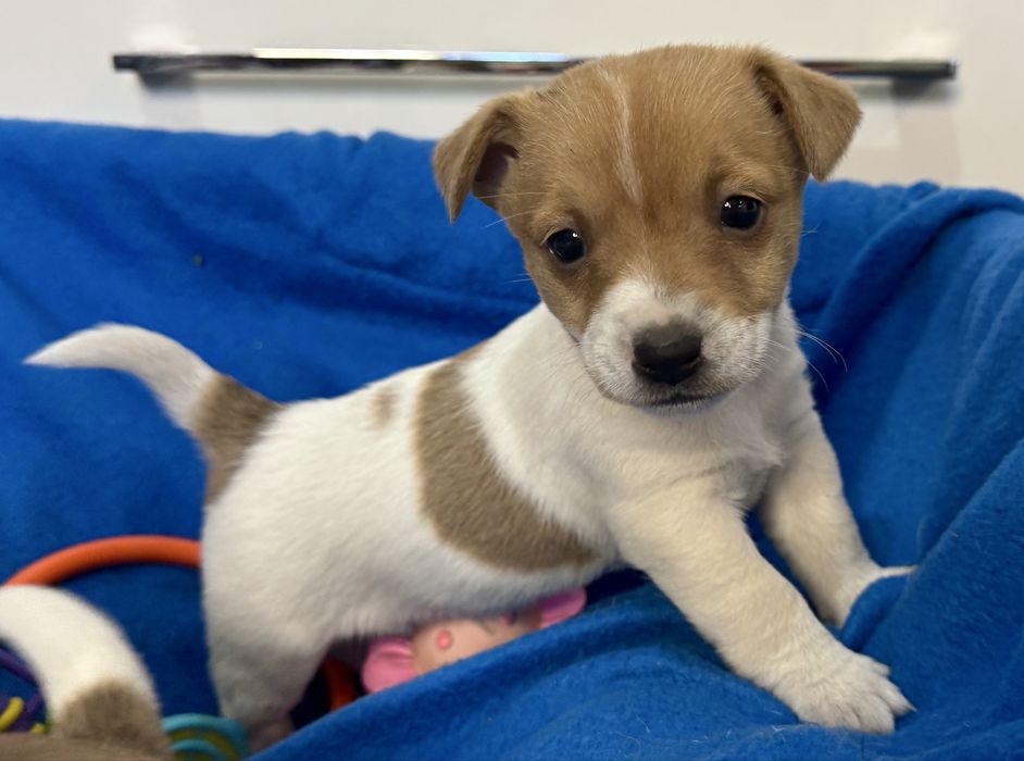Jack Russell Terrier - sunia Aris