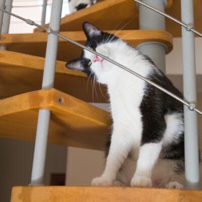 Ćwirek szuka kochającego domu