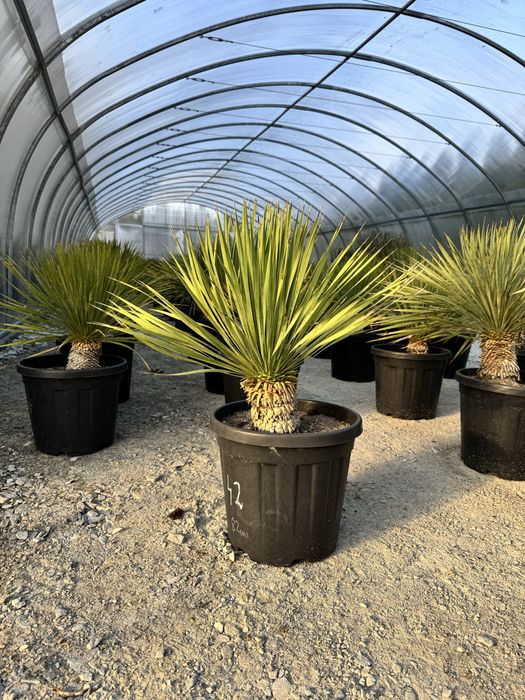 Juka Rostrata Yucca Rostrata 85 cm