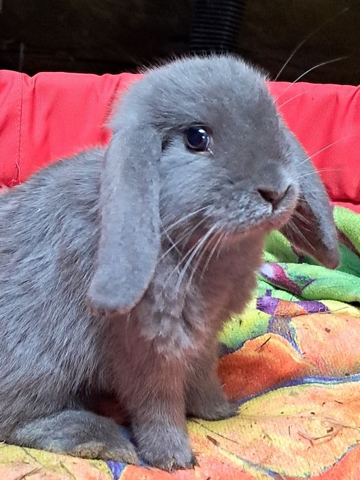Niebieskie baranki mini lop