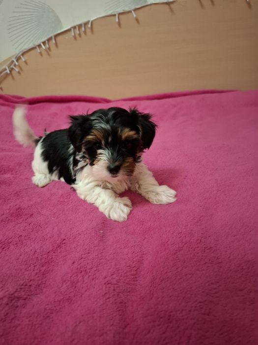 Продам гарненьких йорчиків