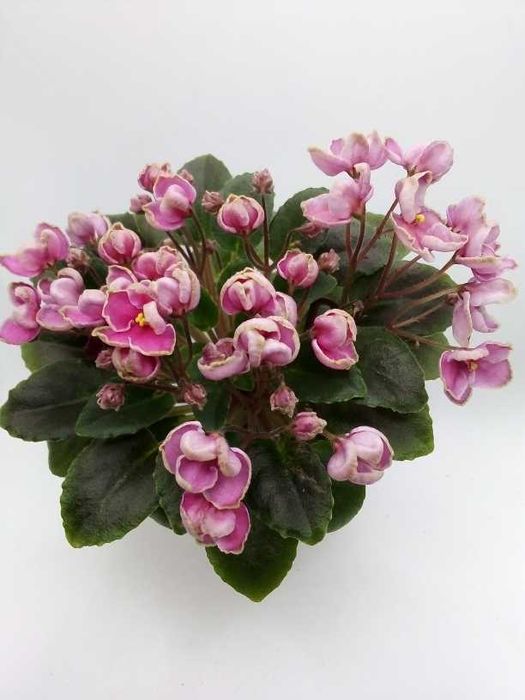 Фіалки міні/напівміні набори