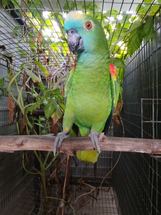 Amazona aestiva xhantopery