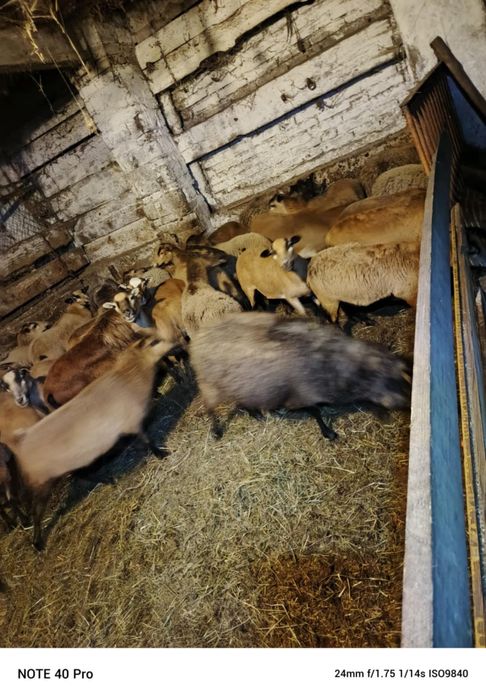 Sprzedam owce i barany