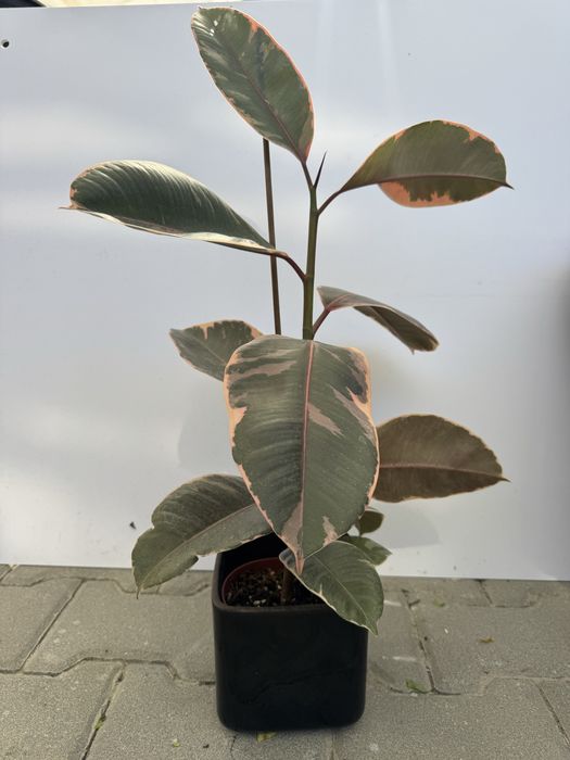 Planta Ficus elastica