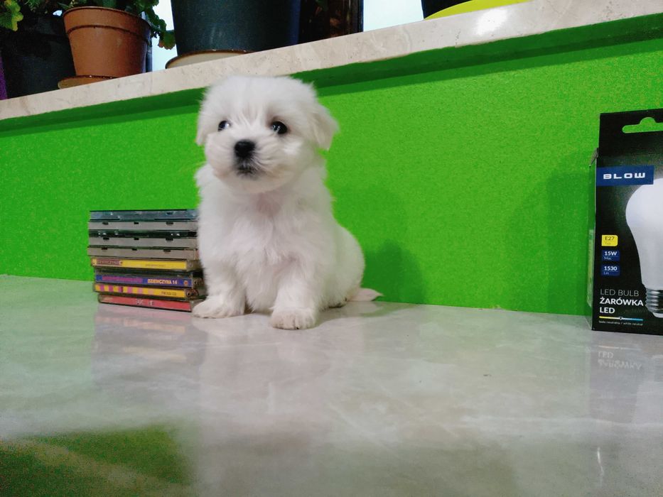 Maltańczyk szczeniaczek suczka.