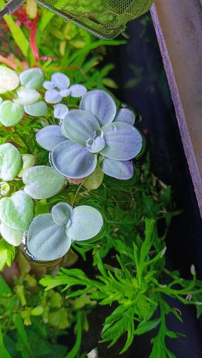 Набір акваріумних рослин