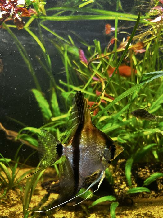 Sprzedam bądź zamienie parke skalarów