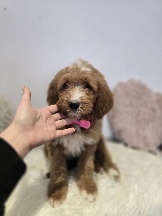 Goldendoodle f1 standard