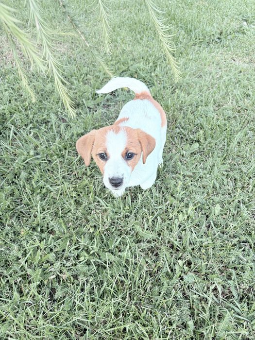 Jack Russell Terrier –  suczka Jagoda