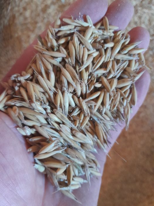 Sprzedam pelet  owies   BINGO nadający się na cele energetyczne