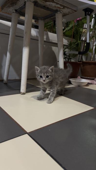 Кошенятко Шукає родину ,милий хлопчик
