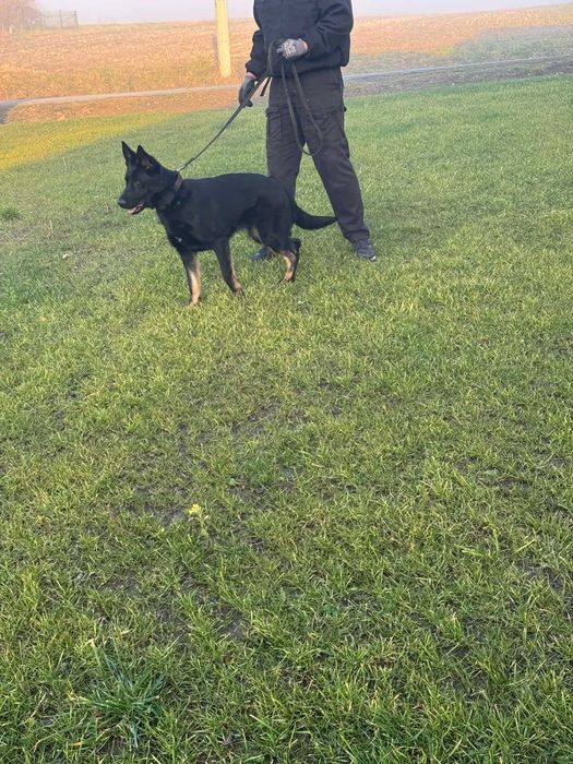 Owczarkek niemiecki użytkowy FCI