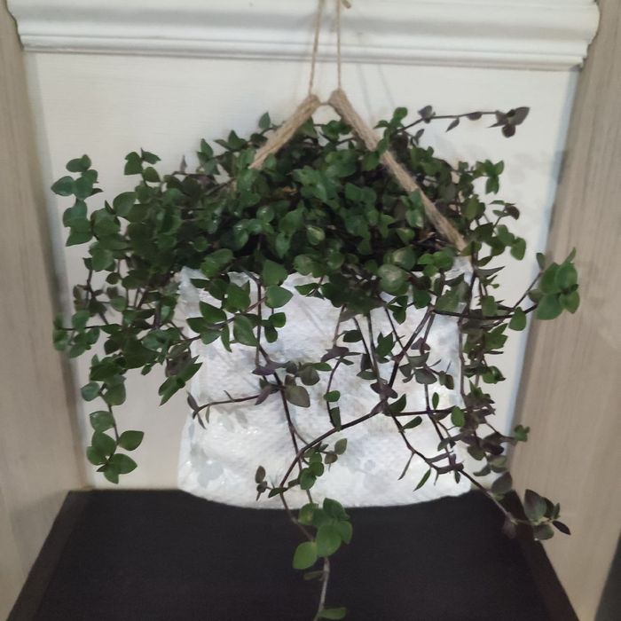 Традесканция мини