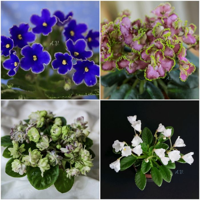 Сенполії, фіалки, сортові сенполії, листочки