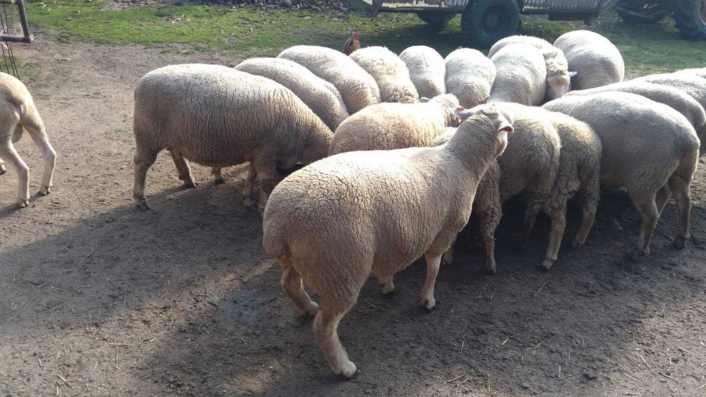 Sprzedam owce białogłowa