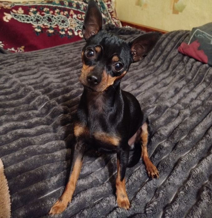 Той тер'єр, Красунчик для в'язки