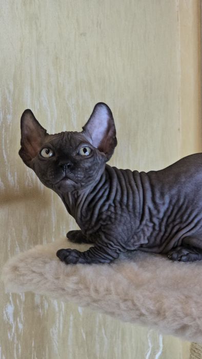 Бамбино хлопчик шоу клас