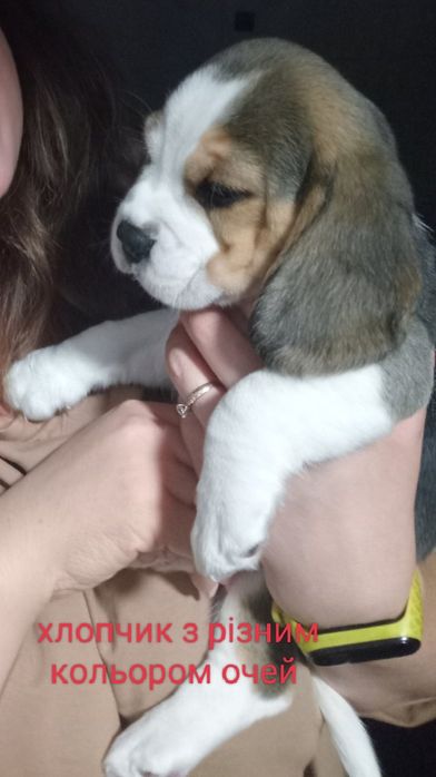 Цуценята бігля, шукають родину