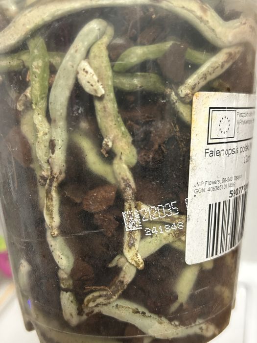 Storczyk phalenopsis