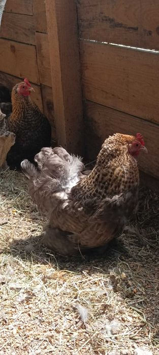 Kochin miniaturowy różne kolory