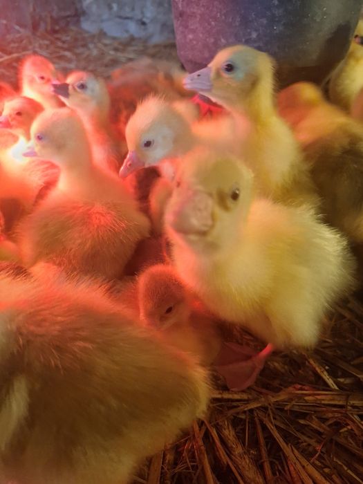 Sprzedam Gęsi landes