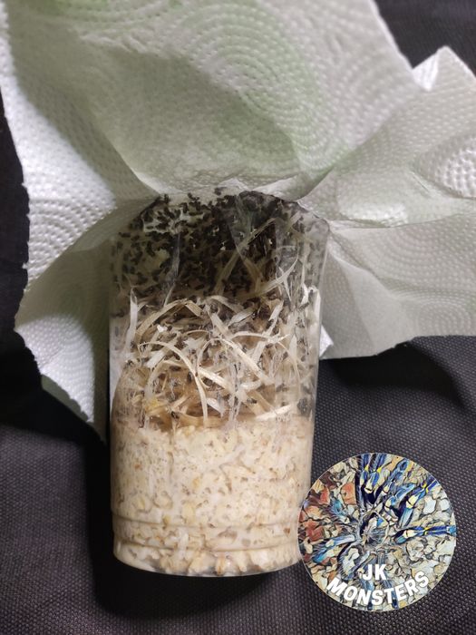 Muszki owocówki /karaczany/mączniki