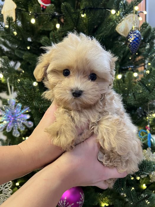 Мальтипу , мальтіпу , міні дівчинка мальтіпу з доставкою