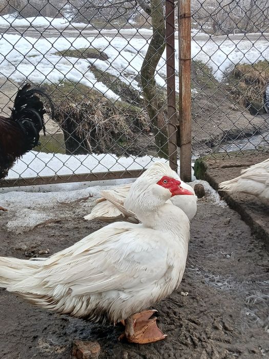 Продам мускусних качок