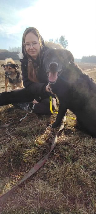 Leo- wspaniały i łagodny mix labrador czeka na dom