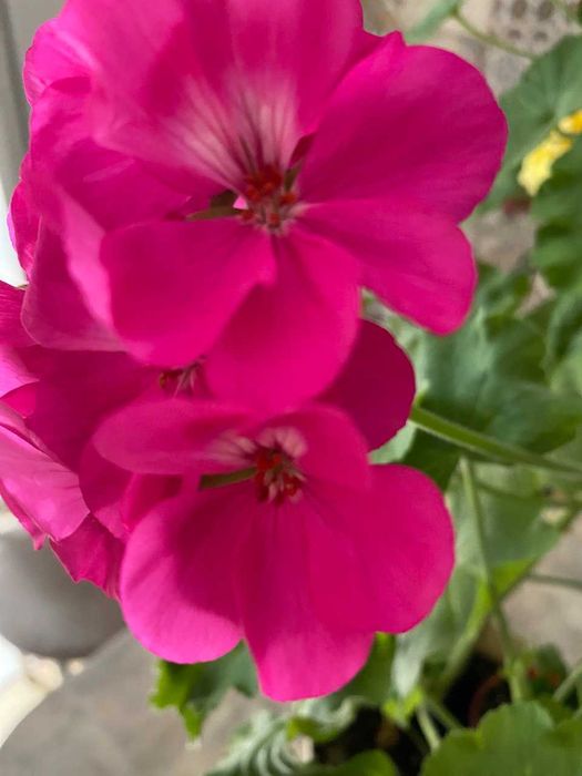 герань, пеларгония белая, красная, коралловая, розовая  лимонная