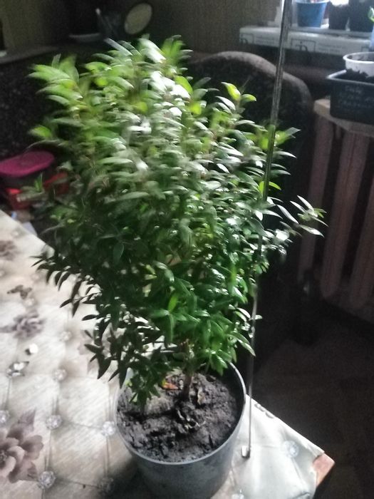 Мімоза, Спатіфілум варієгатнй, азалія і інші.