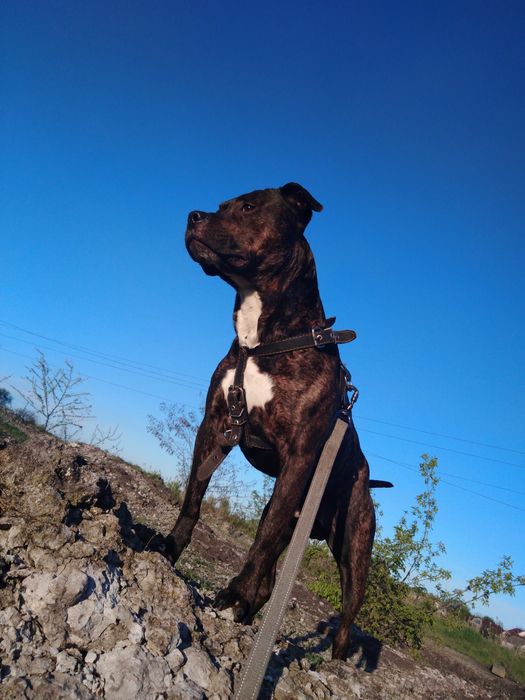 Хороший пес ищит психу;)