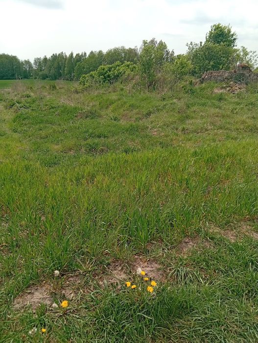 Działka budowlana 20 arów z WZ | Osiek (koło Brodnicy)