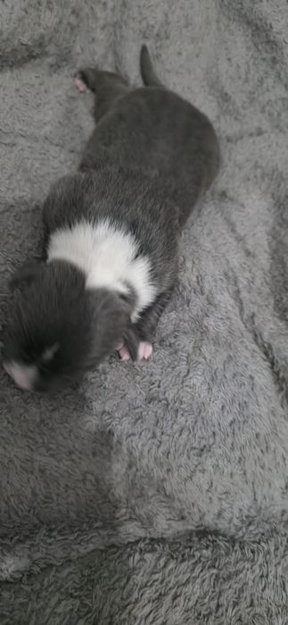 American Staffordshire Terrier Amstaff błękitny