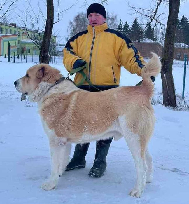 Среднеазіатська вівчарка