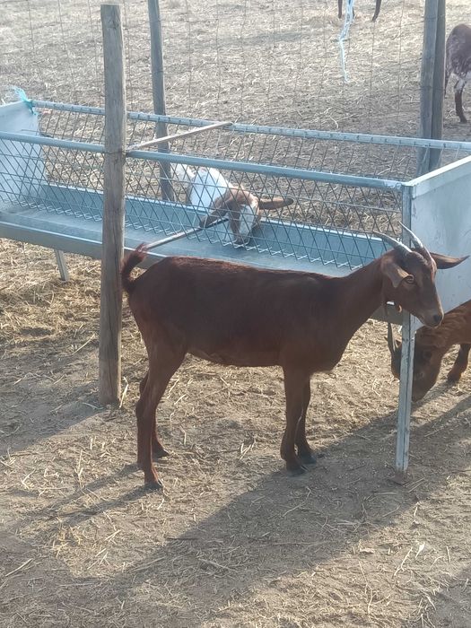 Chibos e chibas para venda