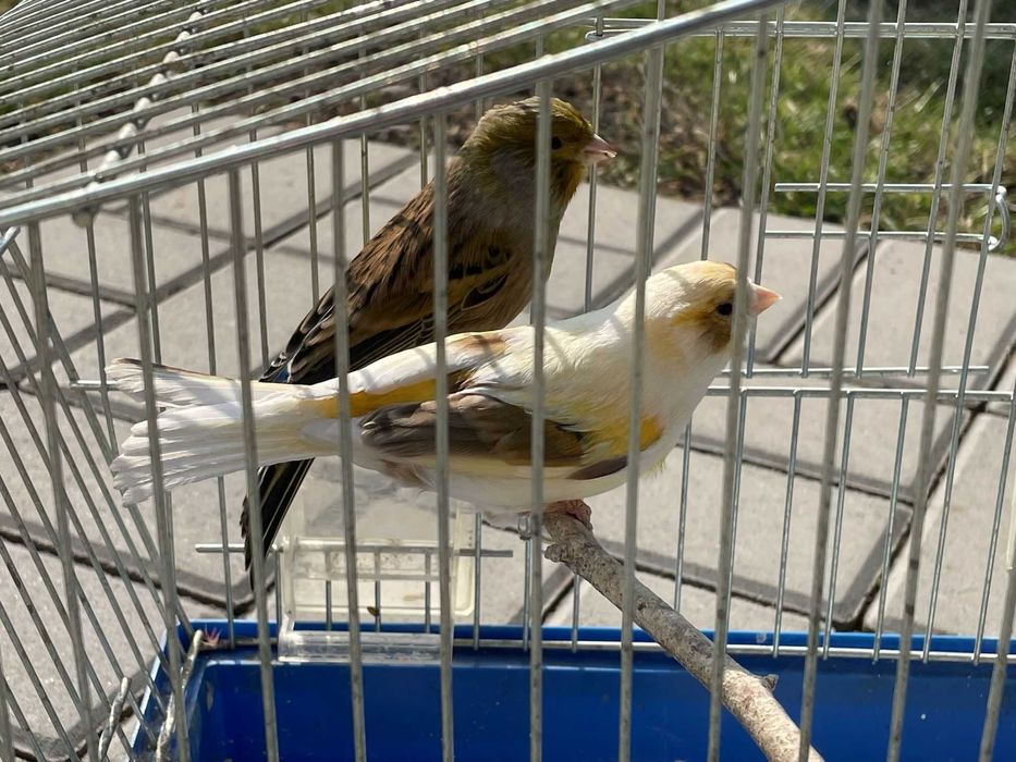 Kanarki samiec samica parka