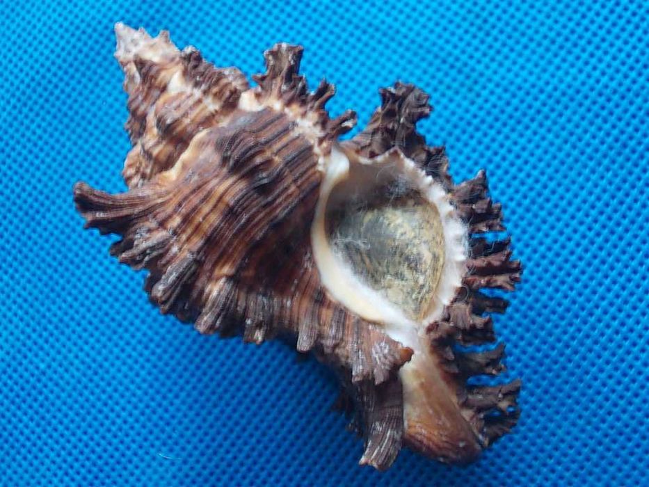 Muszle morskie- Chicoreus torrefactus