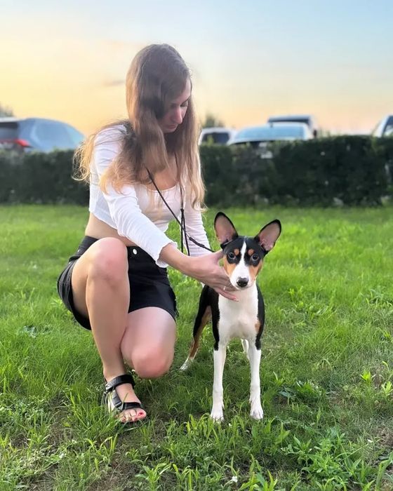 Щенок басенджи мальчик триколор