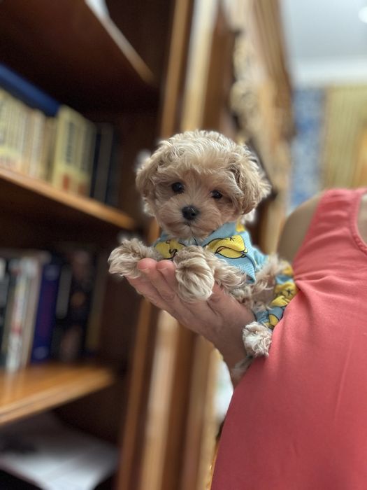 Мальтипу ф1 мини щенок мальчик