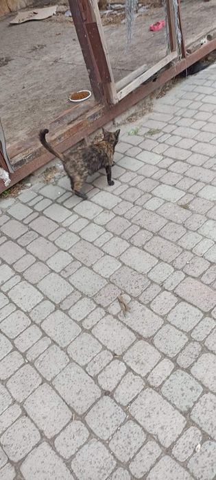 Отдам котят, кошек, живут под киоском