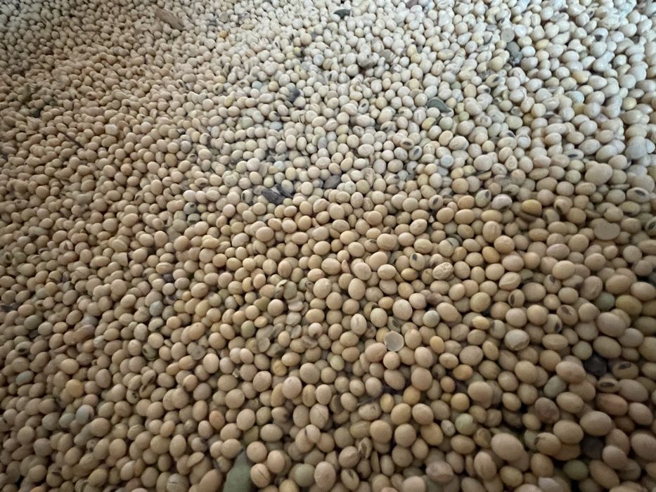 Якісна суха кукурудза, є доставка