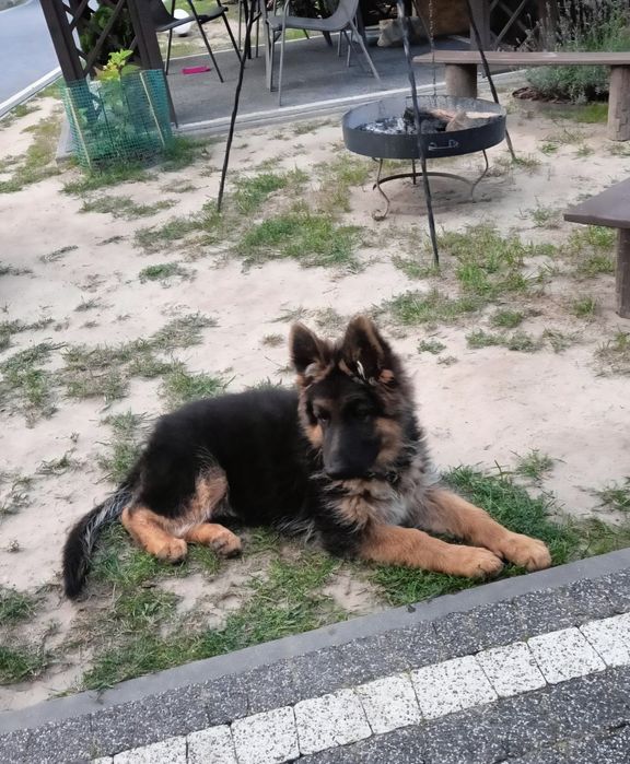 Oddam Psa Owczarka Niemieckiego Lubartów • OLX.pl