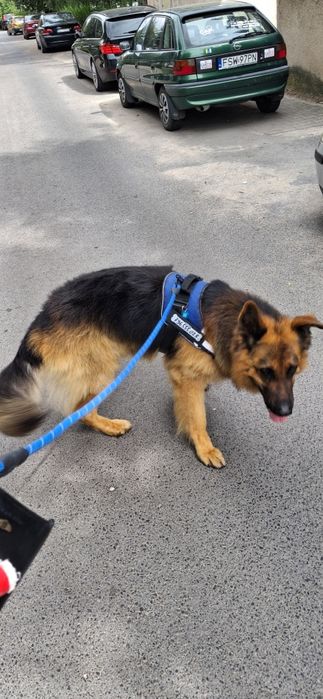 Witam oddam owczarka niemieckiego