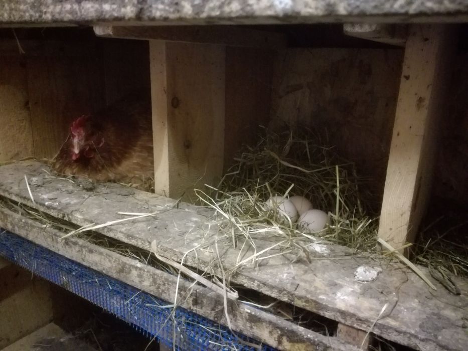 Jajka z wolnego wybiegu