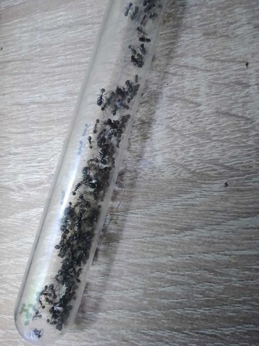 Mrówki messor barbarus Q + 150-250 robotnic
