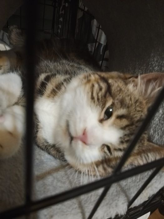 Stachu - cudo na 4 Łapach